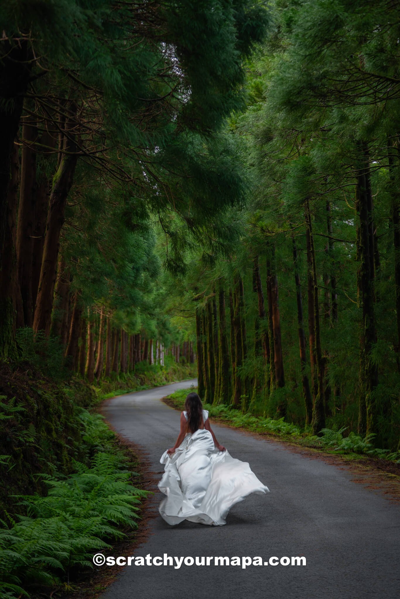 tree tunnel - best photo spots in Terceira, Azores
