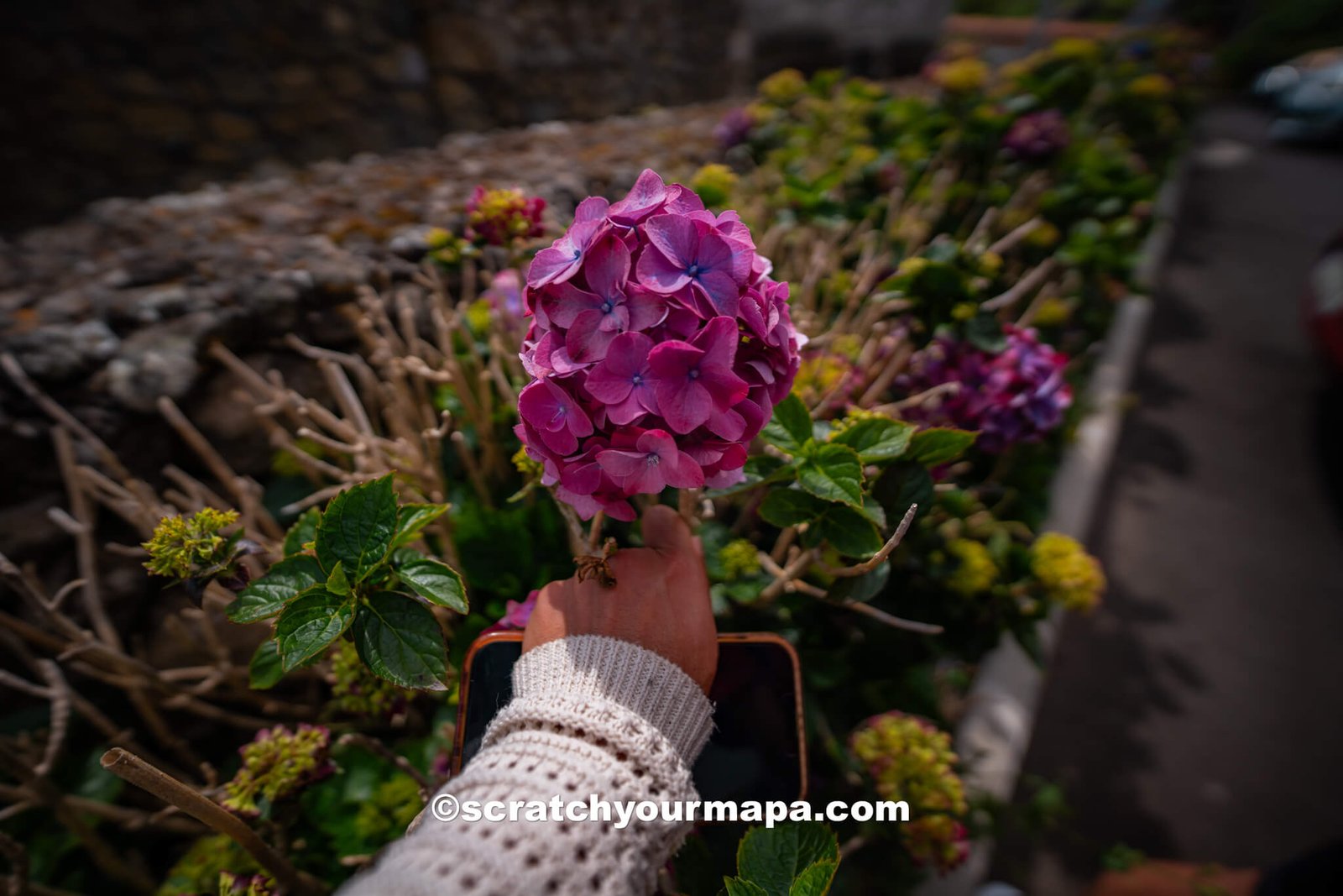 hydrangeas - Azores travel tips
