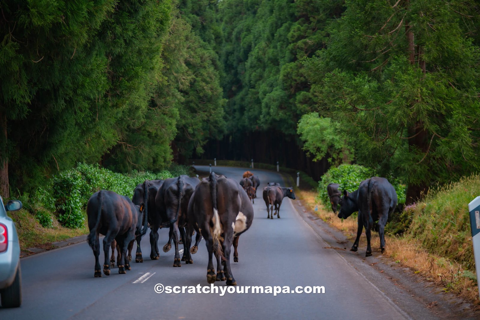 Azores travel tips - watching out for livestock
