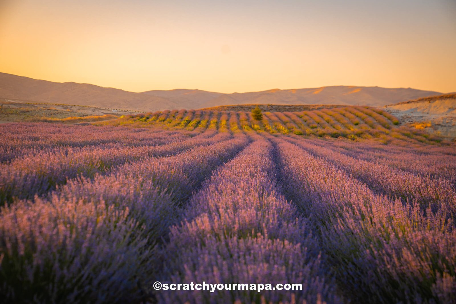 Cappadocia lavender fields
