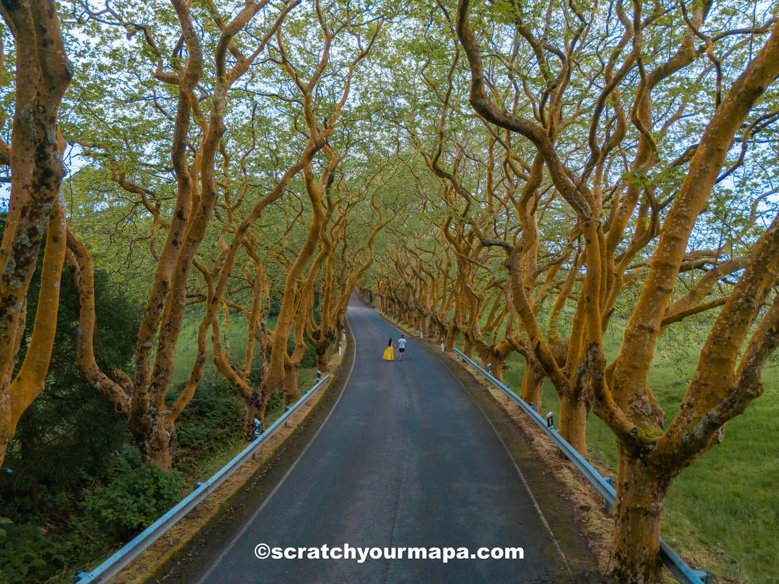 the Azores or Madeira?