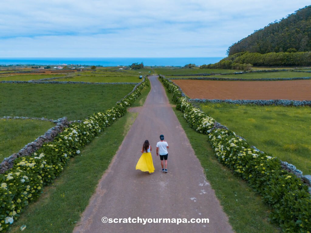 hydrangeas - best time to visit the Azores