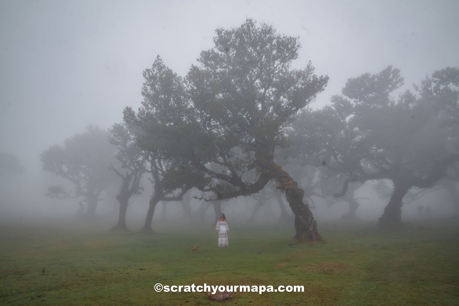 Fanal Forest - best photo spots in Madeira