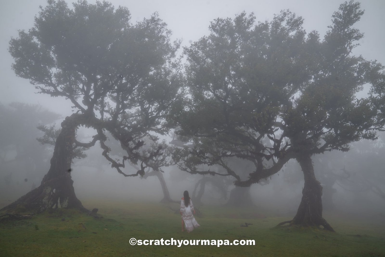 Fanal Forest - best things to do in Madeira