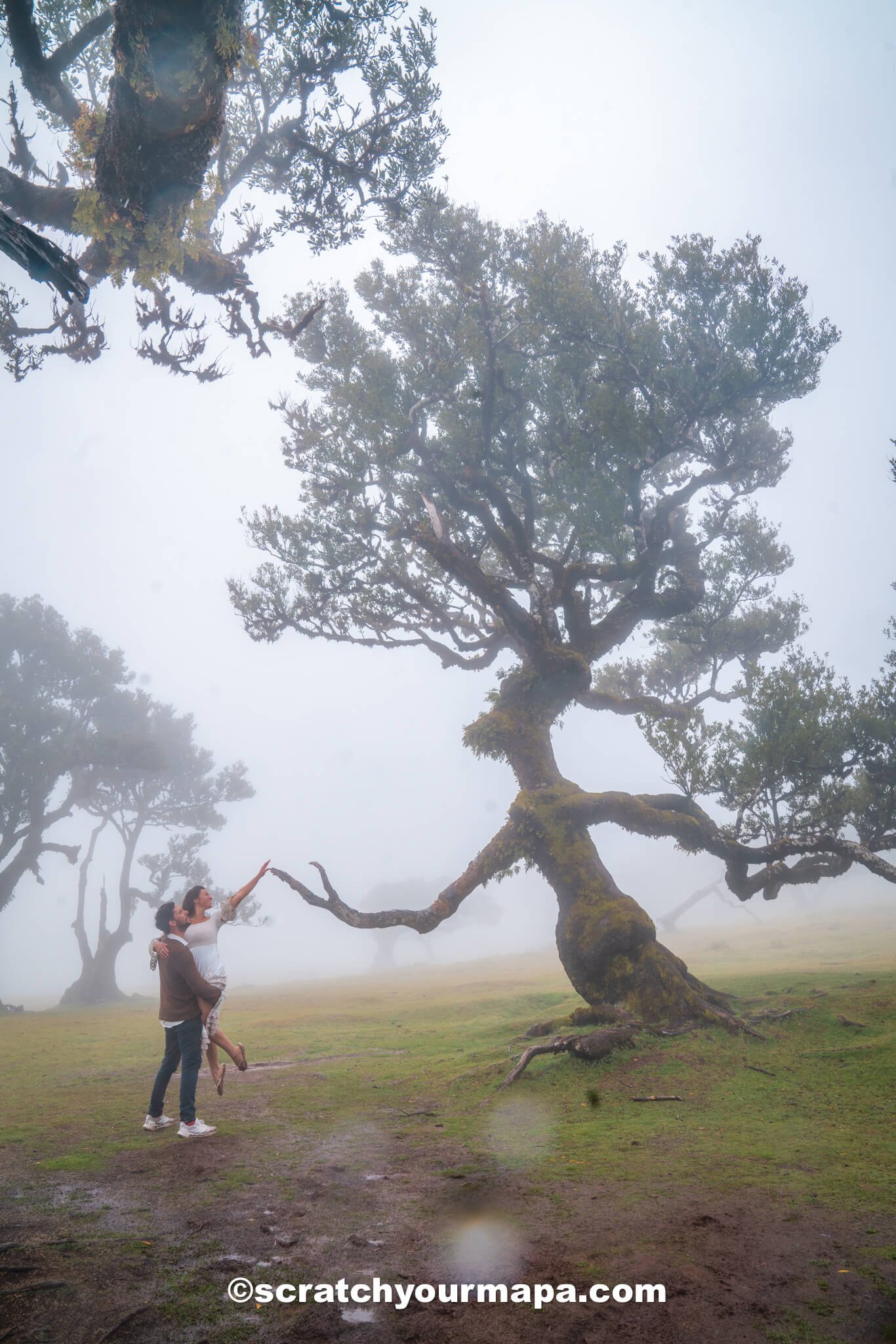Fanal Forest - best photo spots in Madeira