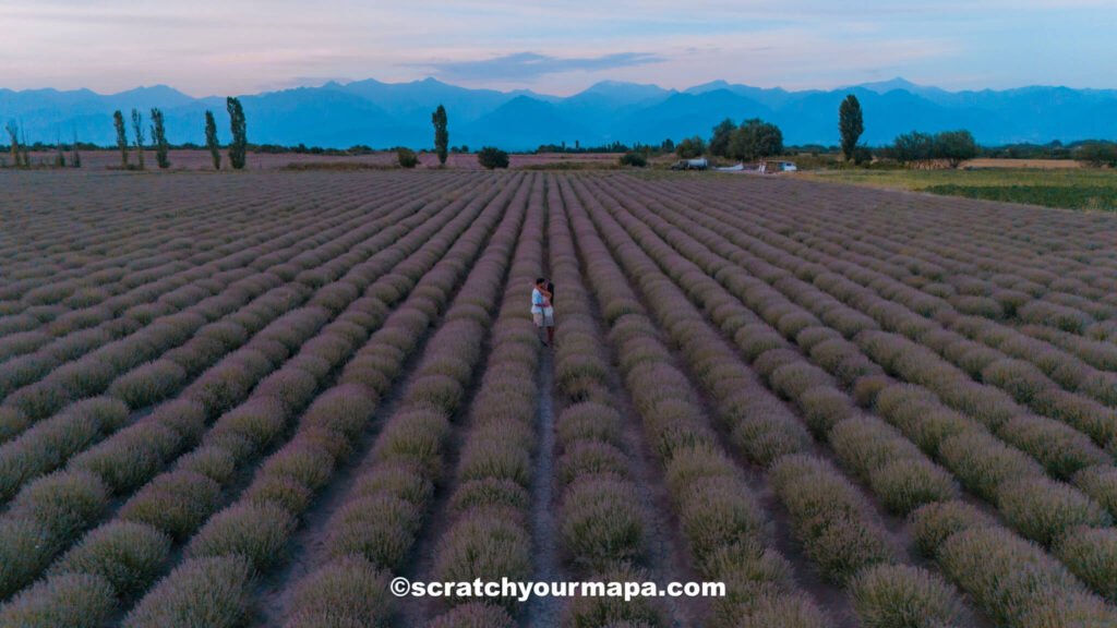 Essenso Lavender Farm - best places to visit in Azerbaijan
