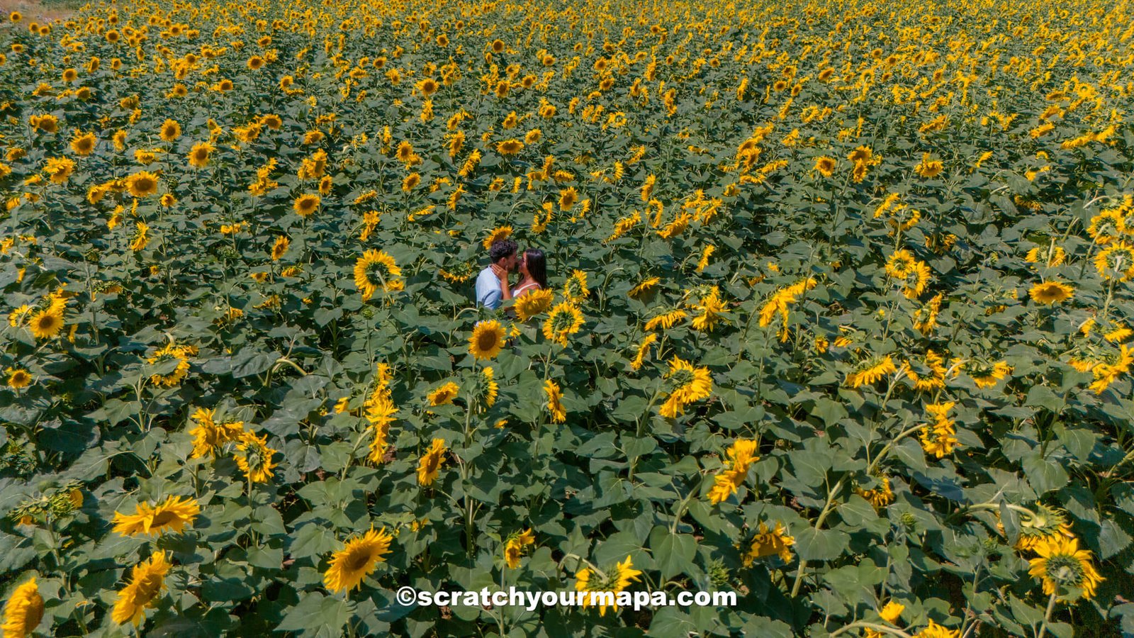 sunflower fields in Ganja - best places to visit in Azerbaijan