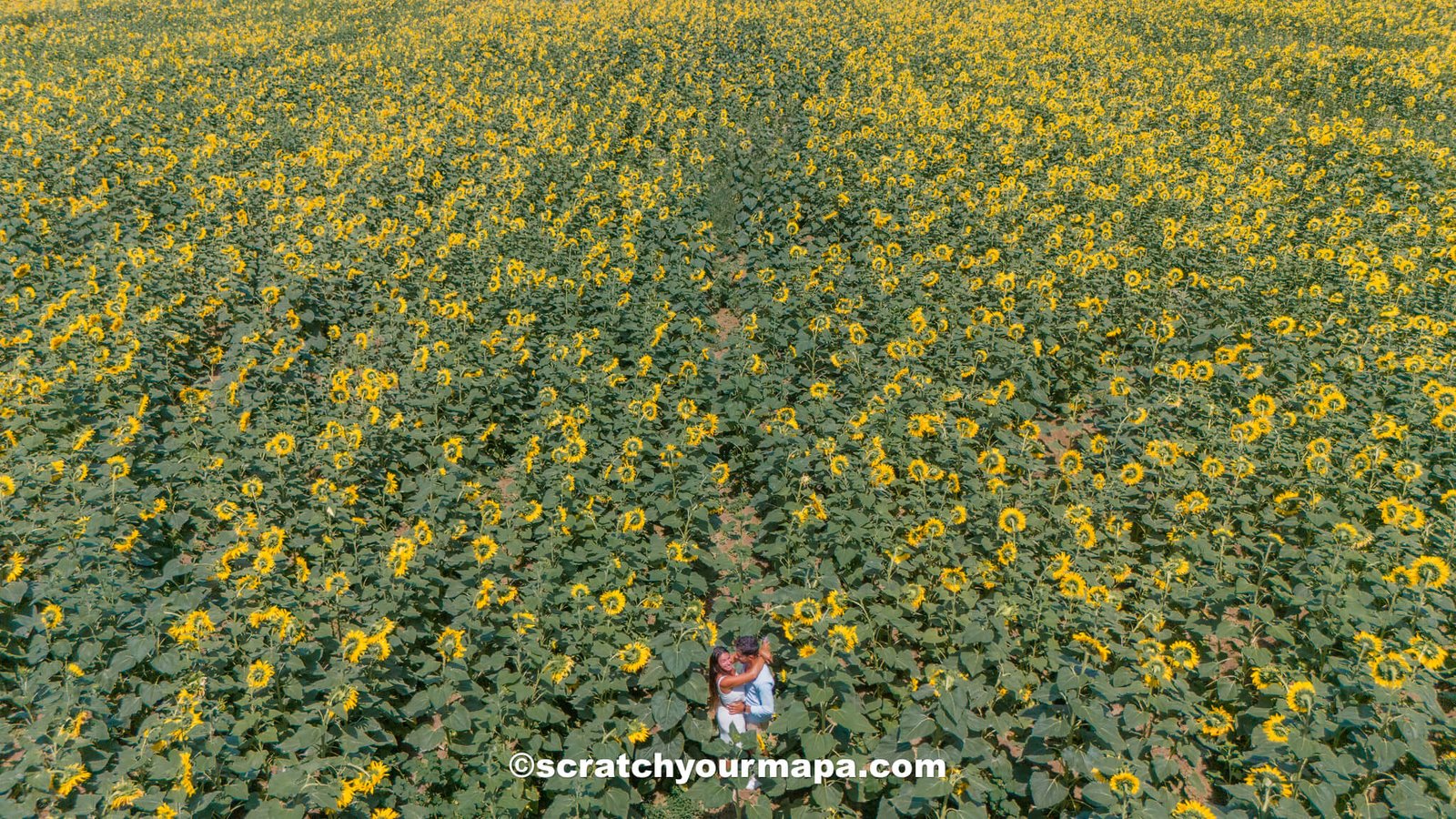 sunflower fields in Azerbaijan