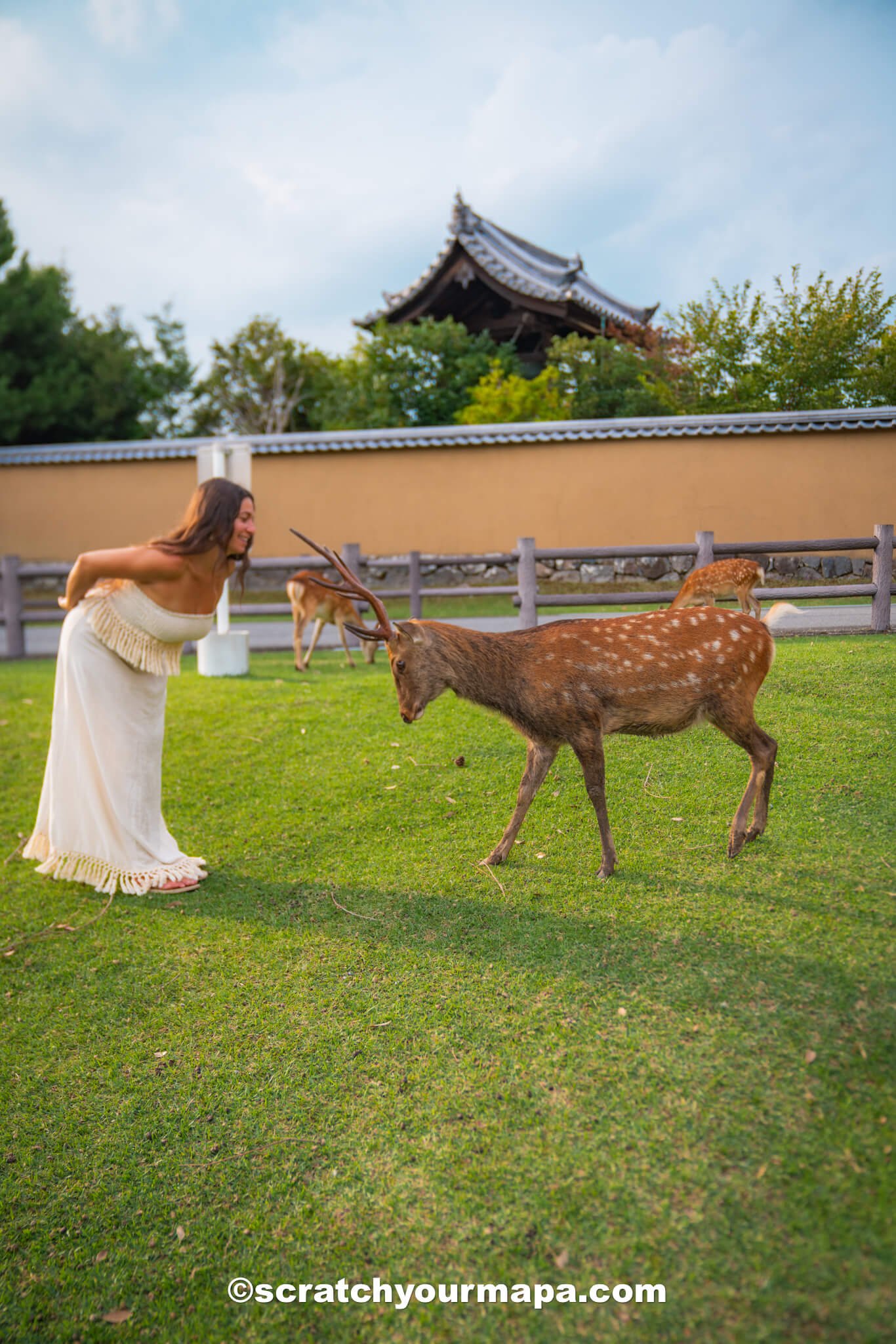 bowing deer - best things to do in Nara, Japan in one day