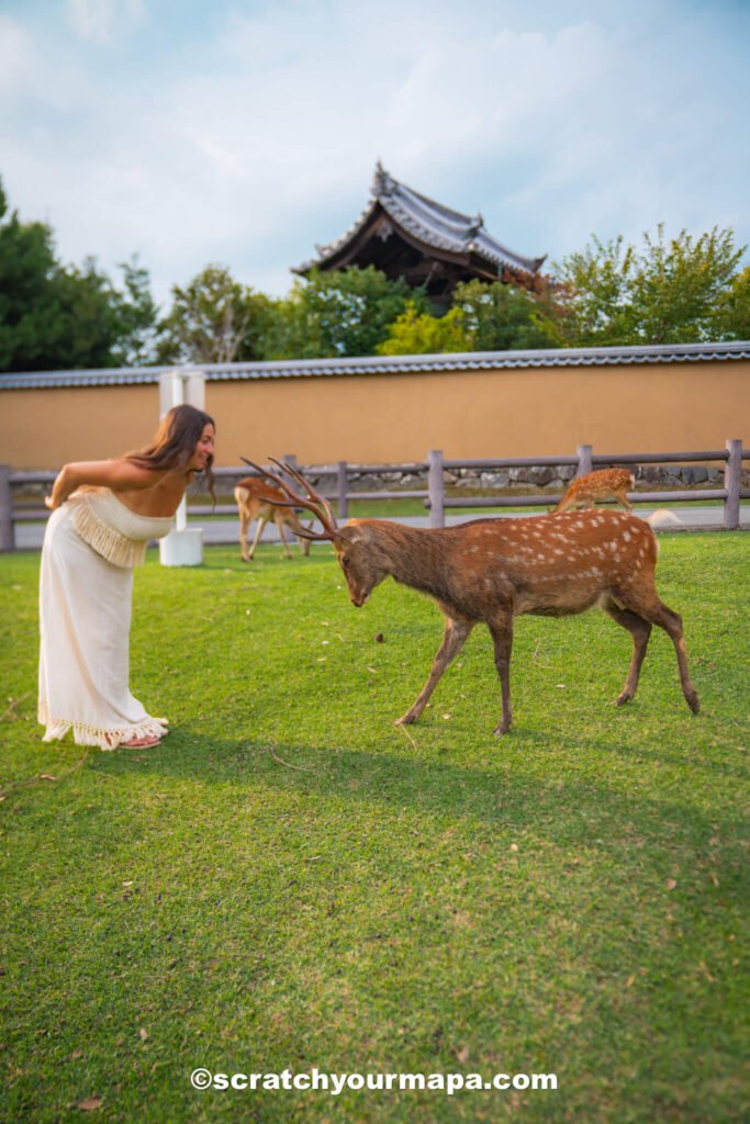 bowing deer - complete Nara travel guide