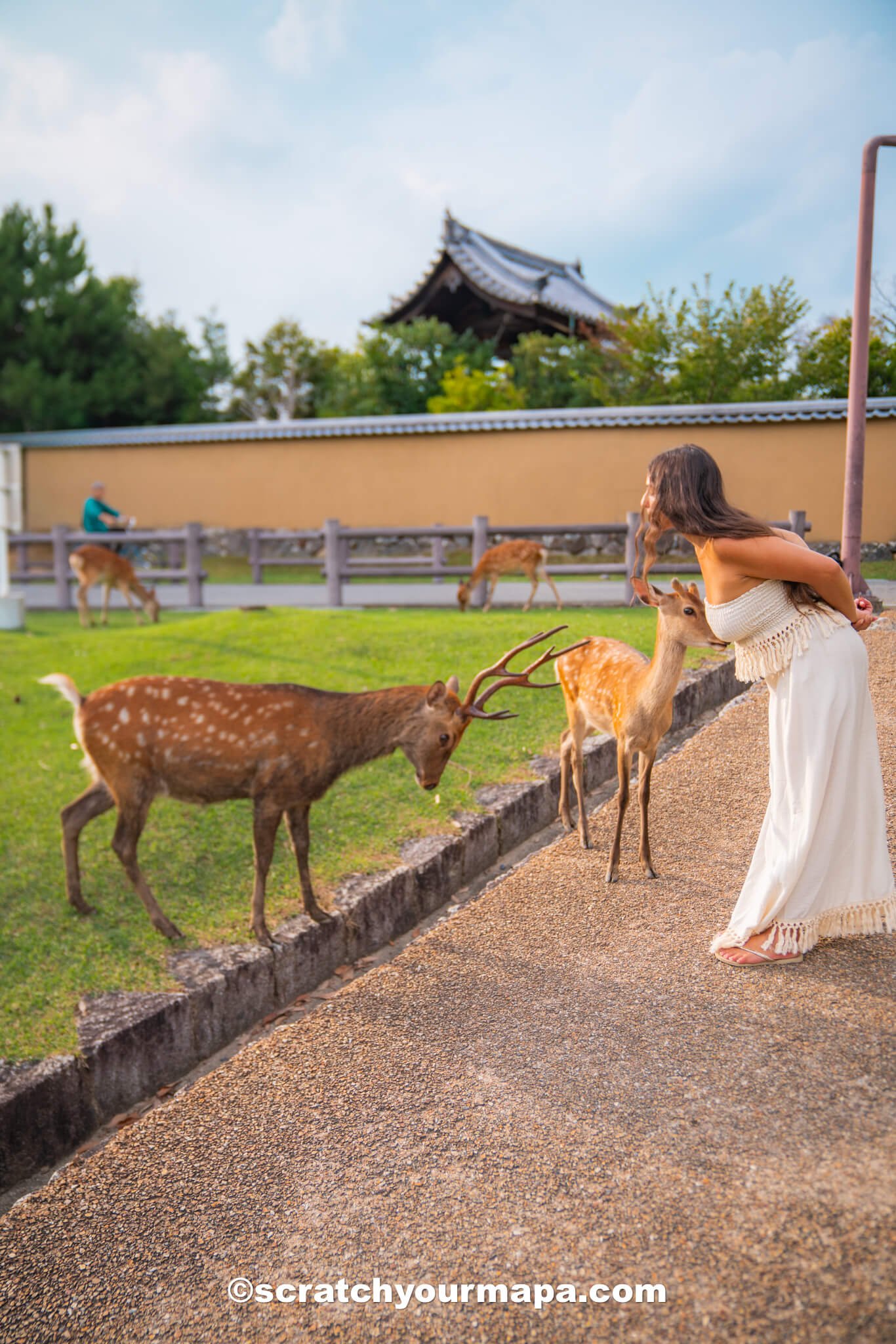 things to do in Nara, Japan