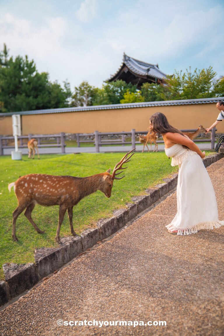 guide for the best things to do in Nara, Japan in one day