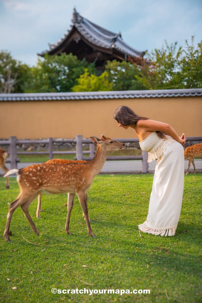 bowing deer- complete Nara travel guide