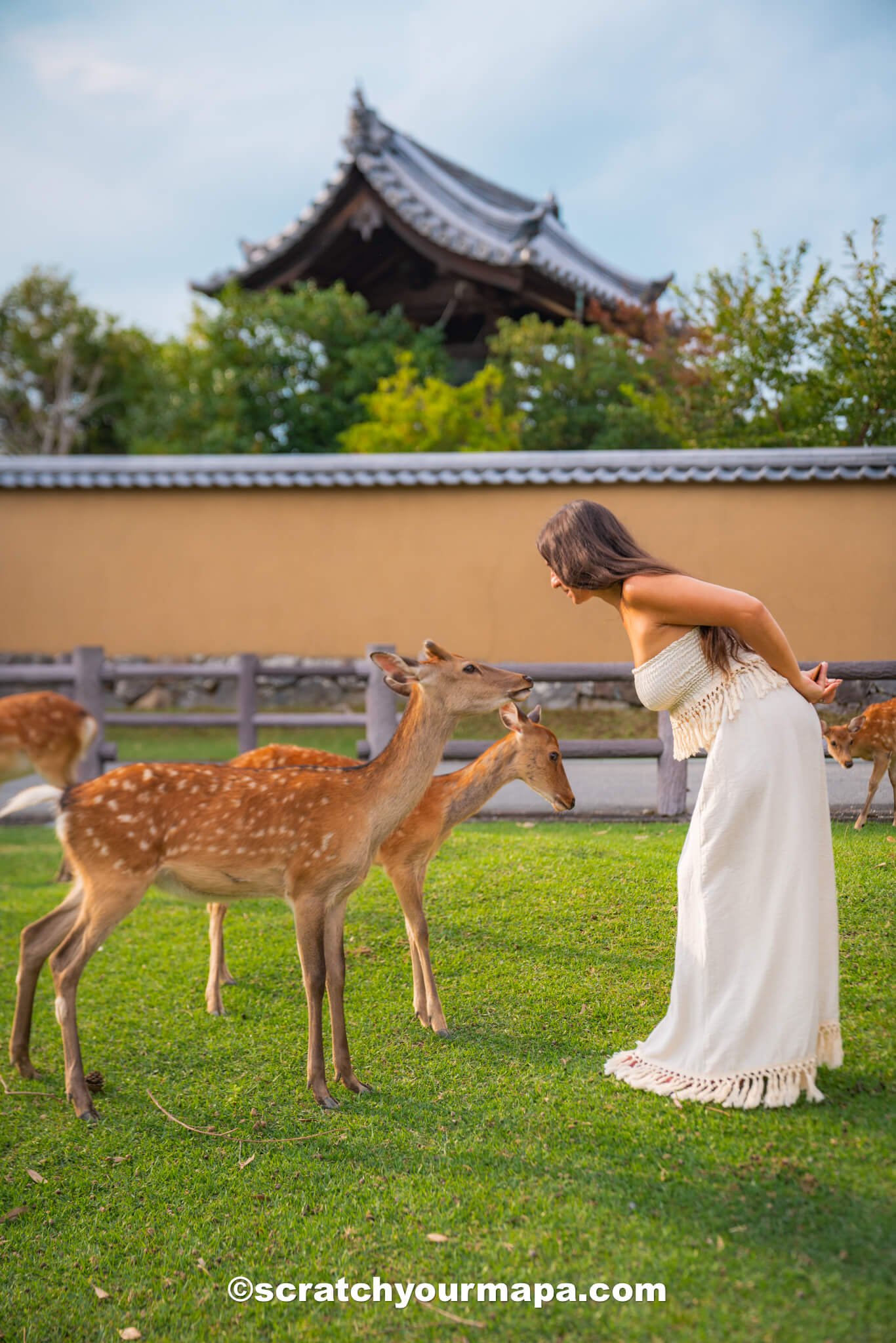 bowing deer - best things to do in Nara, Japan in one day