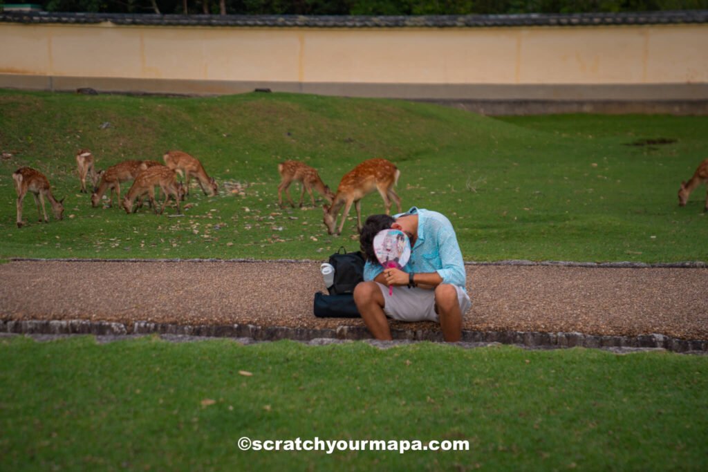 the heat of Nara in summer and why it's not the best time to visit Japan