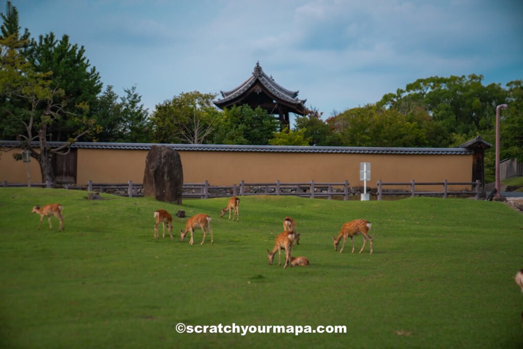 complete Nara travel guide