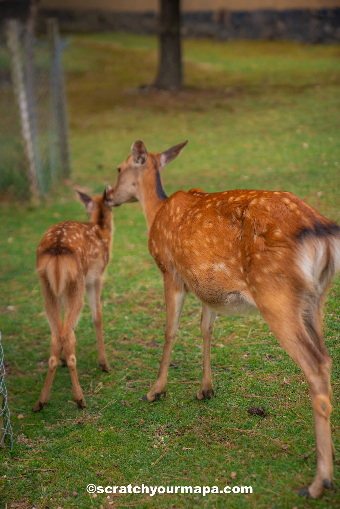 things to do in Nara, Japan in one day