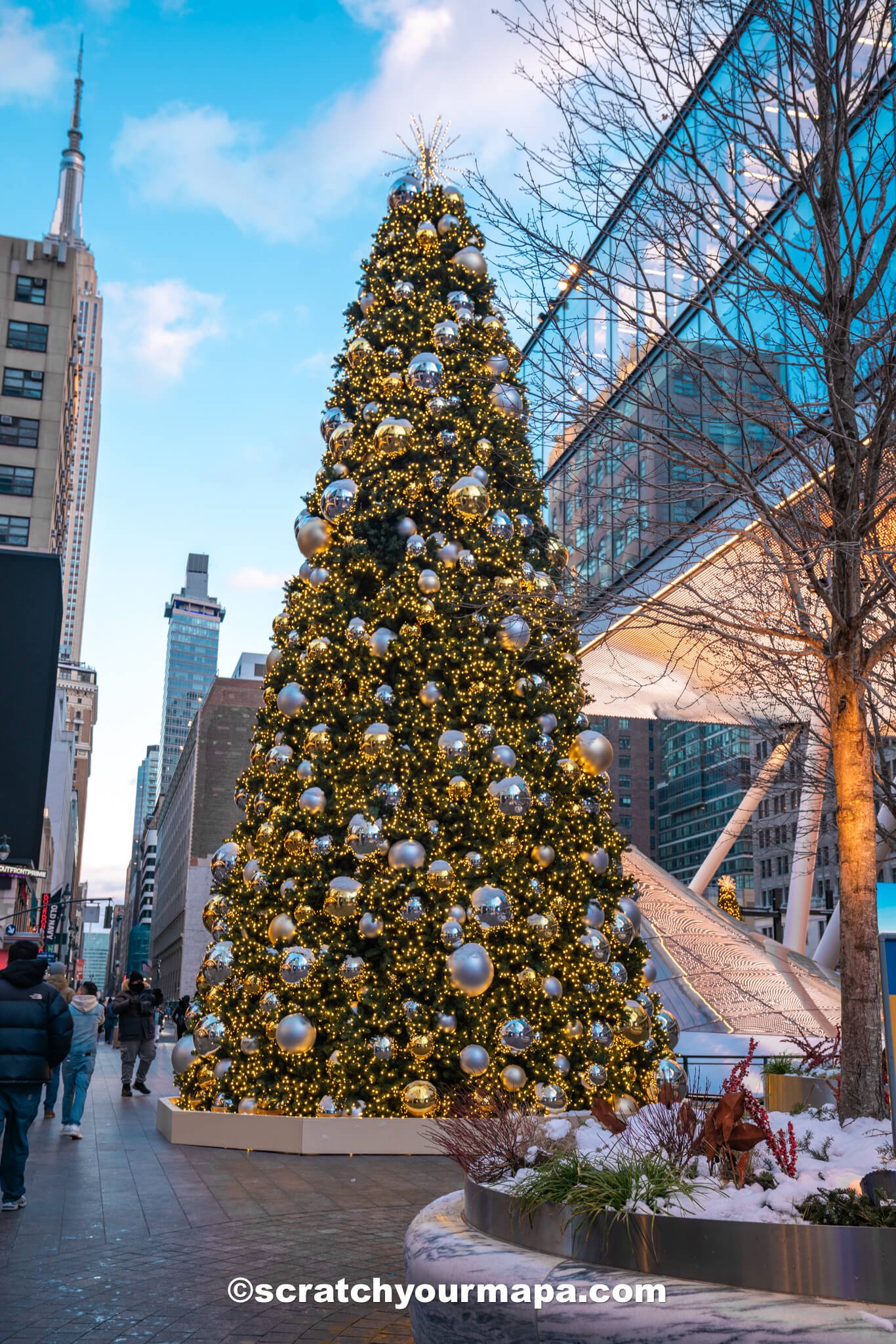 Christmas Trees in NYC-1-2 Christmas trees in NYC