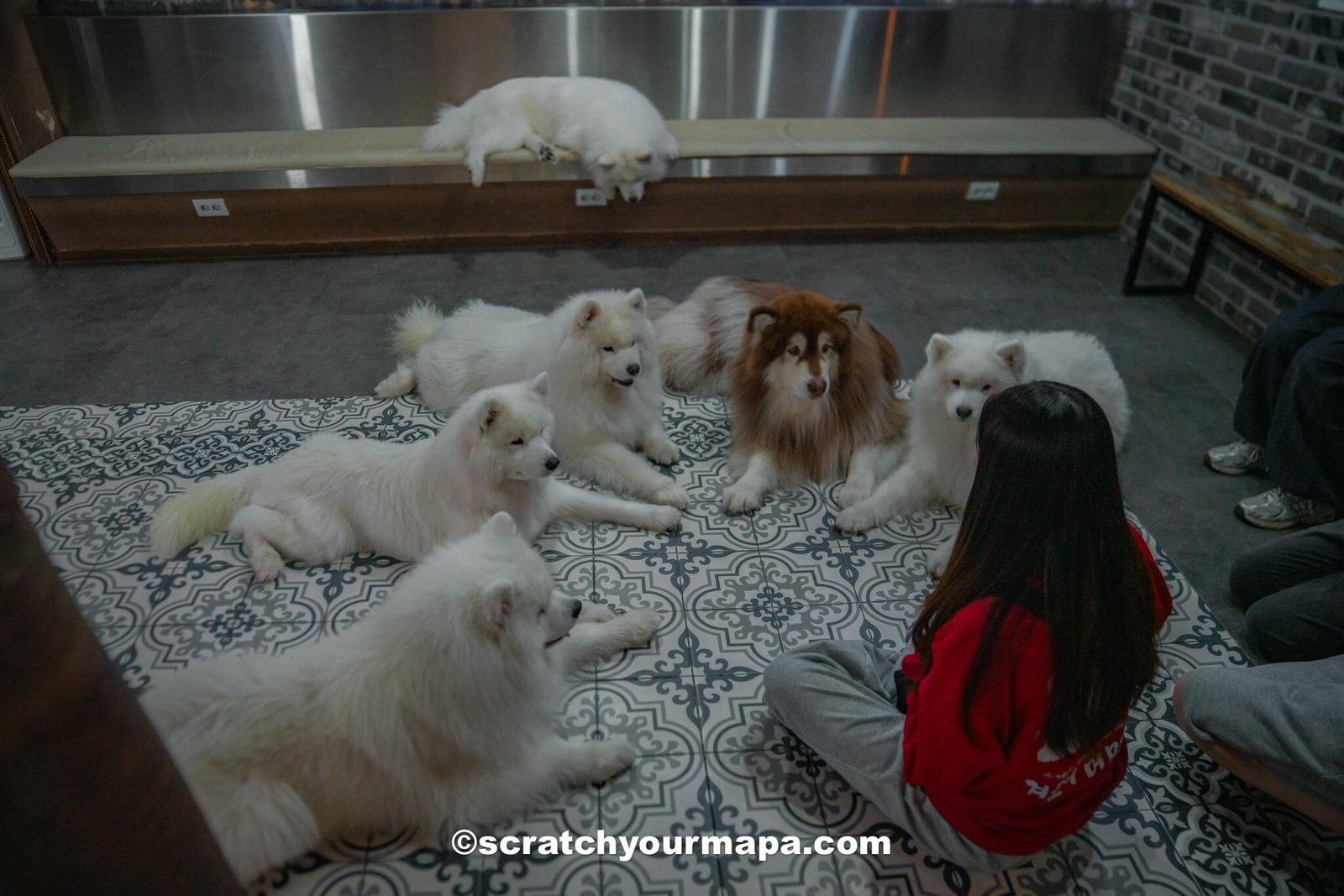 Samoyed Cafe - best. things to do in Seoul, South Korea