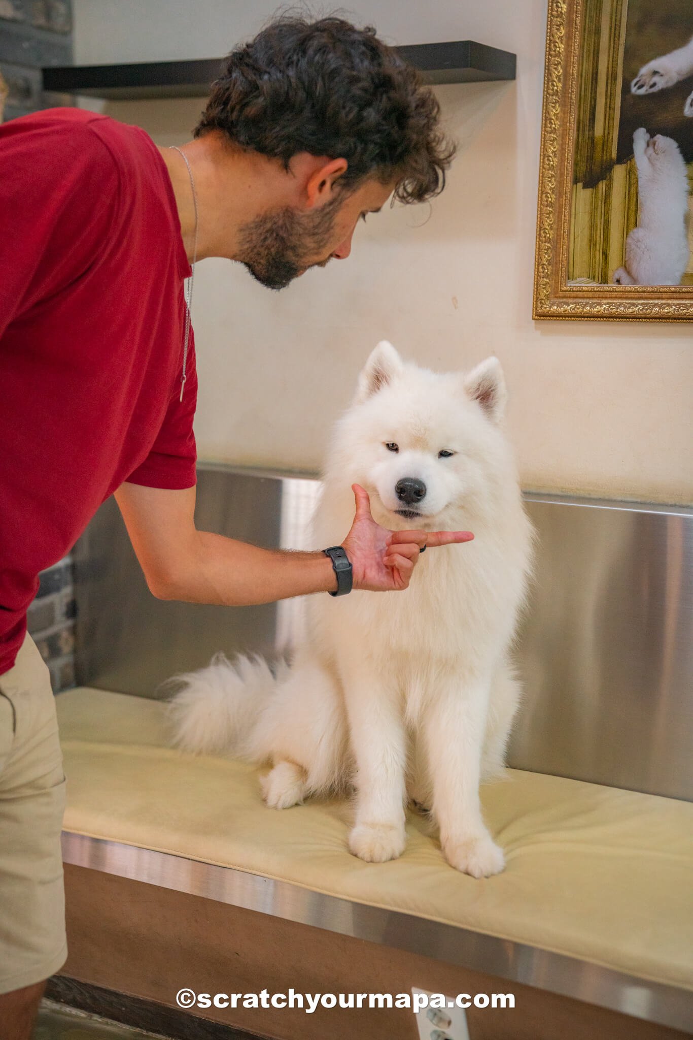 Samoyed Cafe - best. things to do in Seoul, South Korea