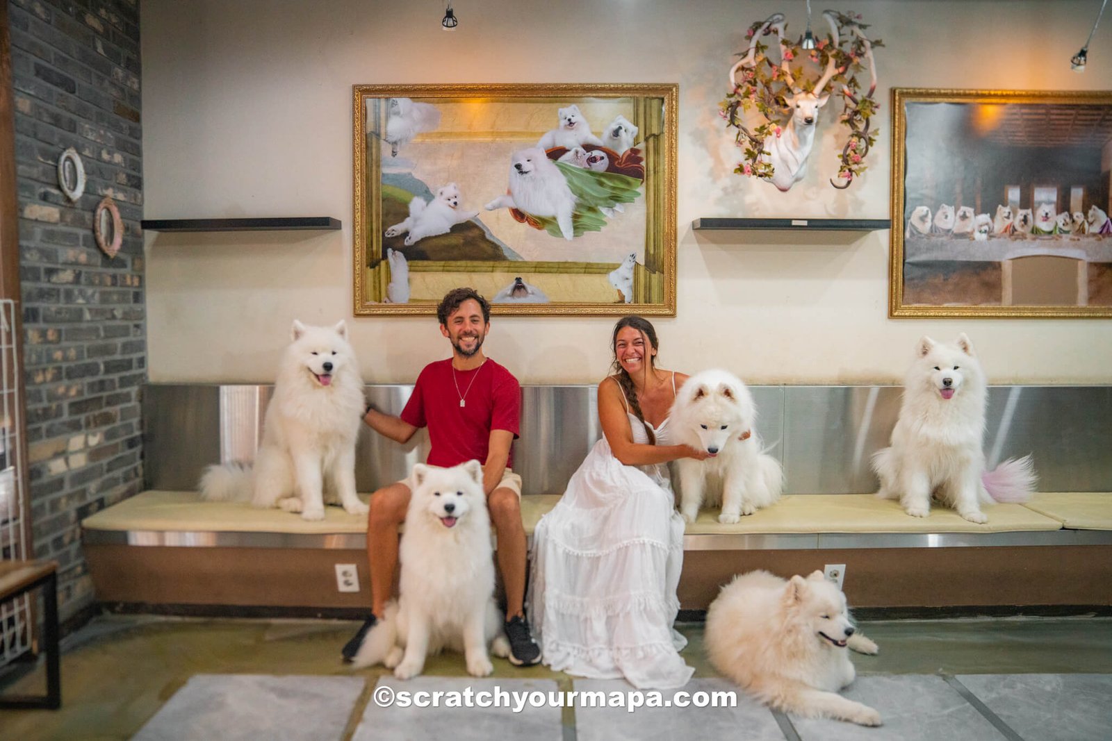 Samoyed Cafe in Seoul