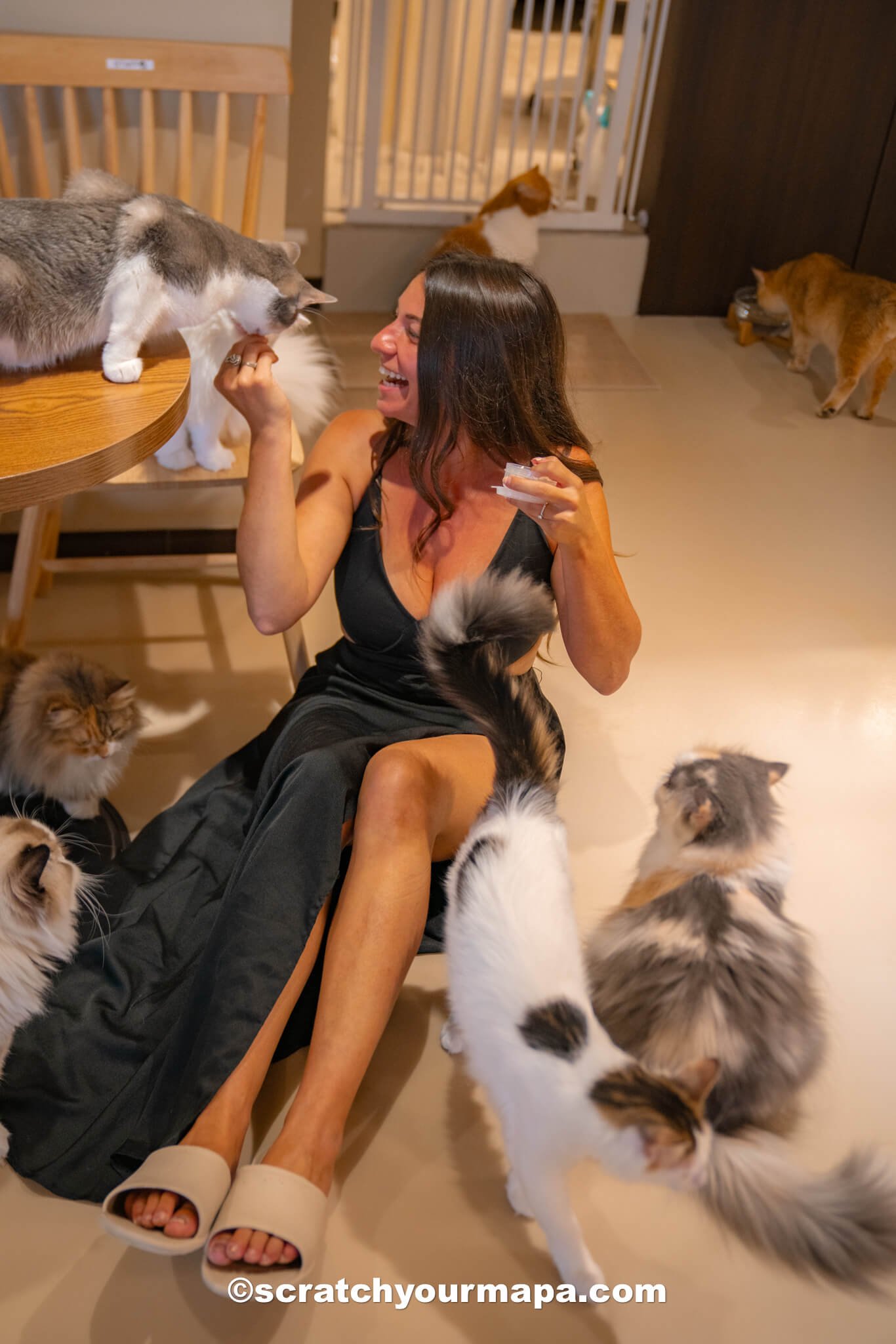 Cat cafe - best things to do in Seoul, South Korea