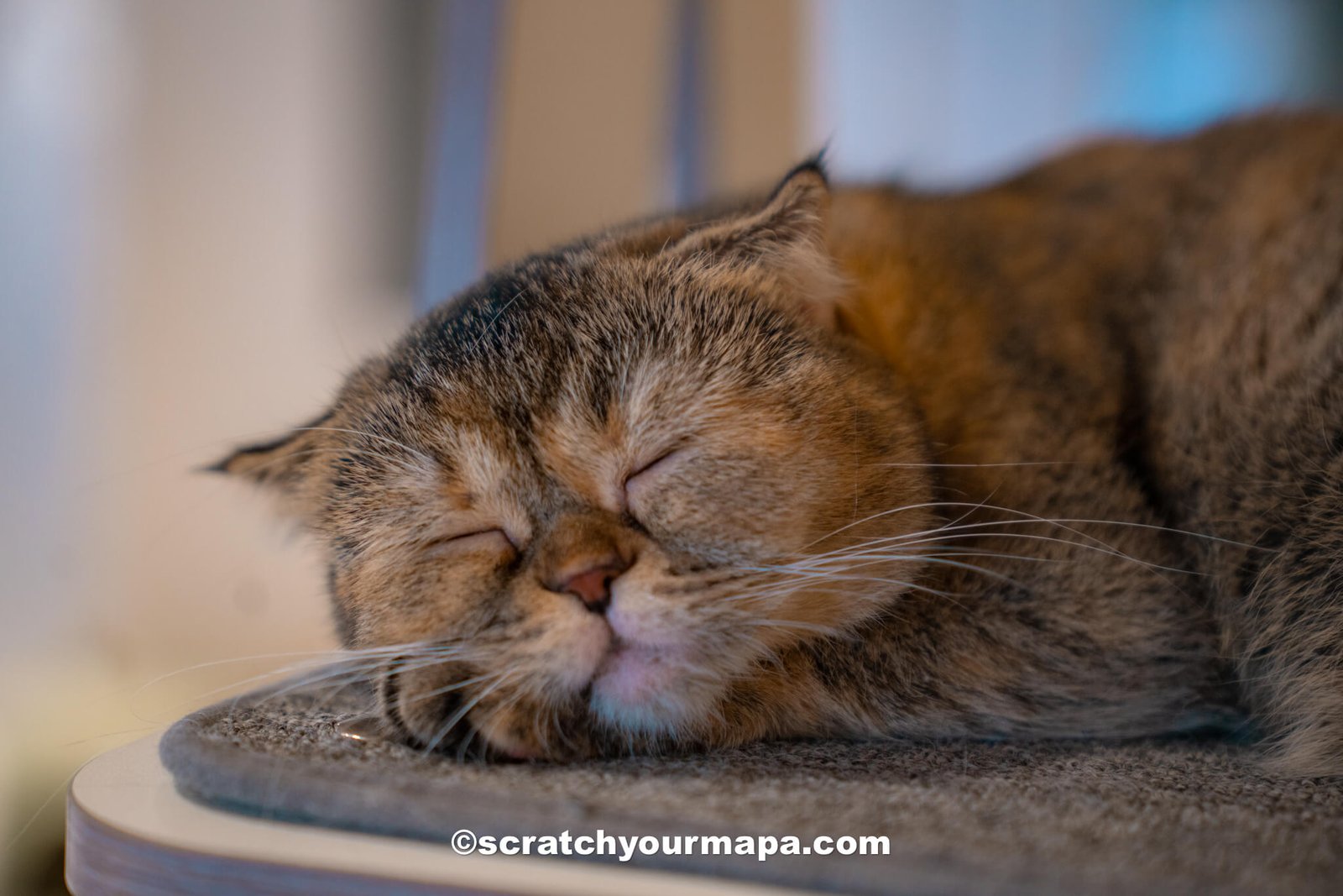 Cat cafe - best things to do in Seoul, South Korea