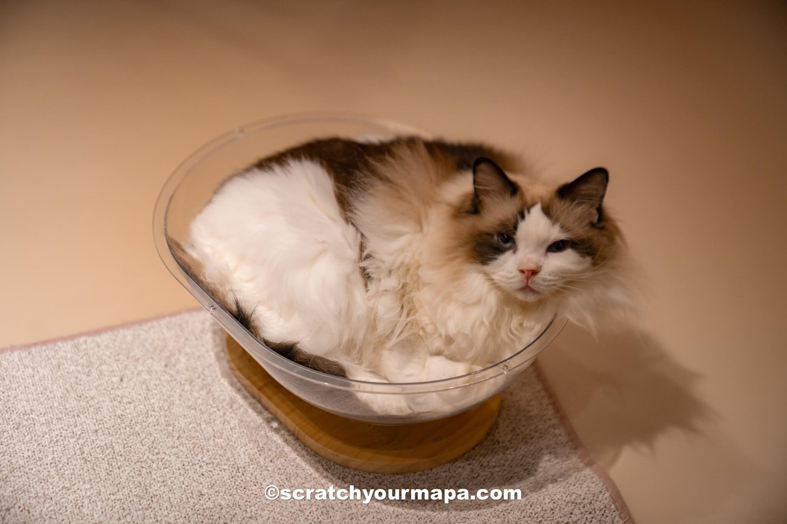 cat acfe in Seoul