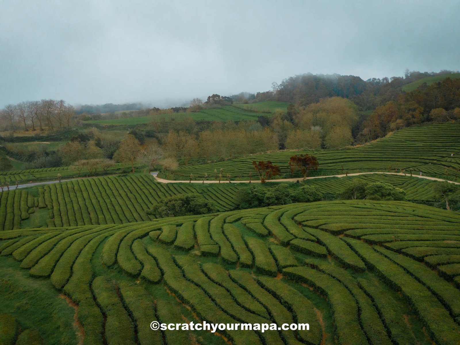 tea plantation in Sao Miguel - Azores travel guide
