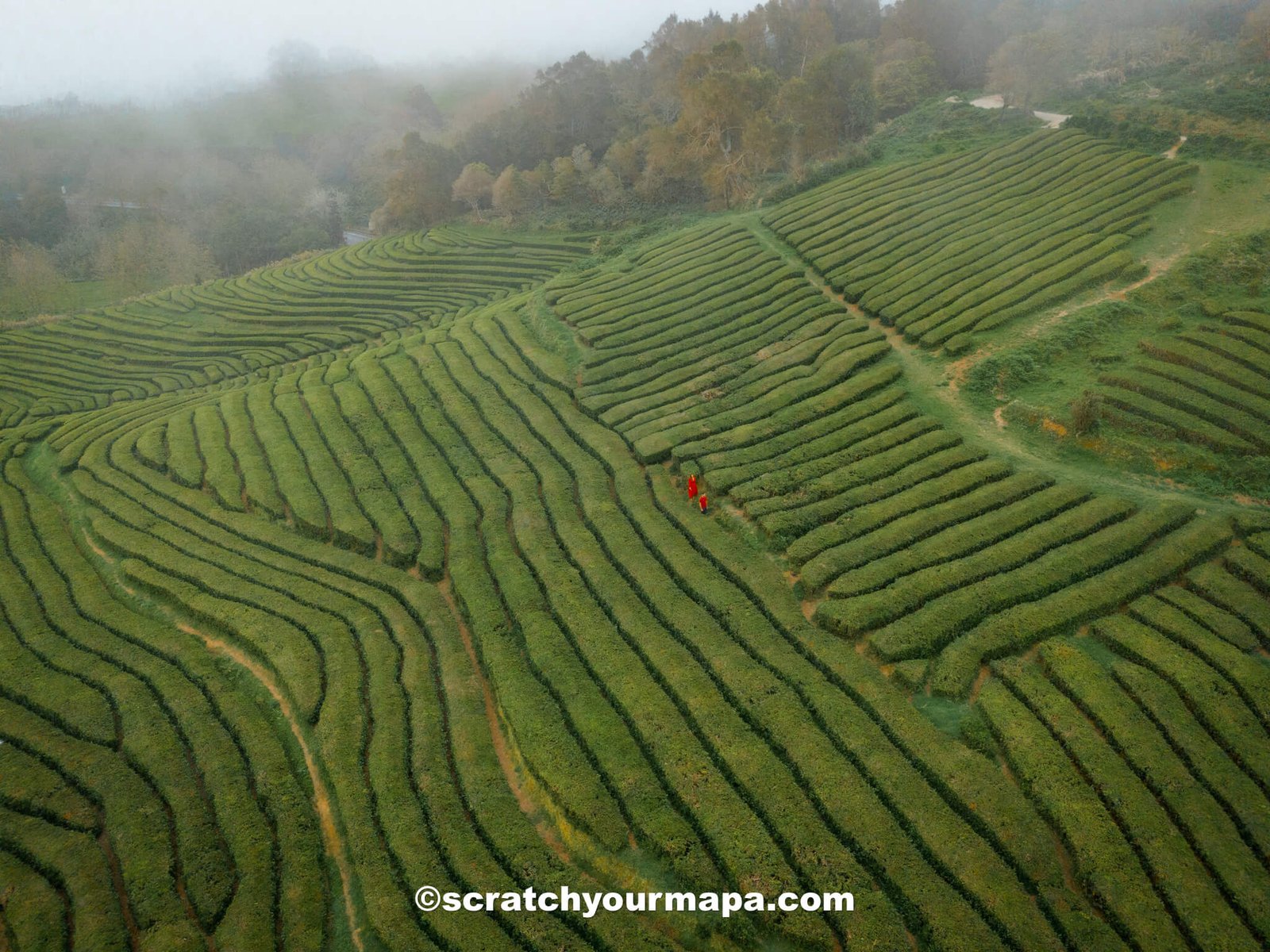 tea plantation - Azores travel tips