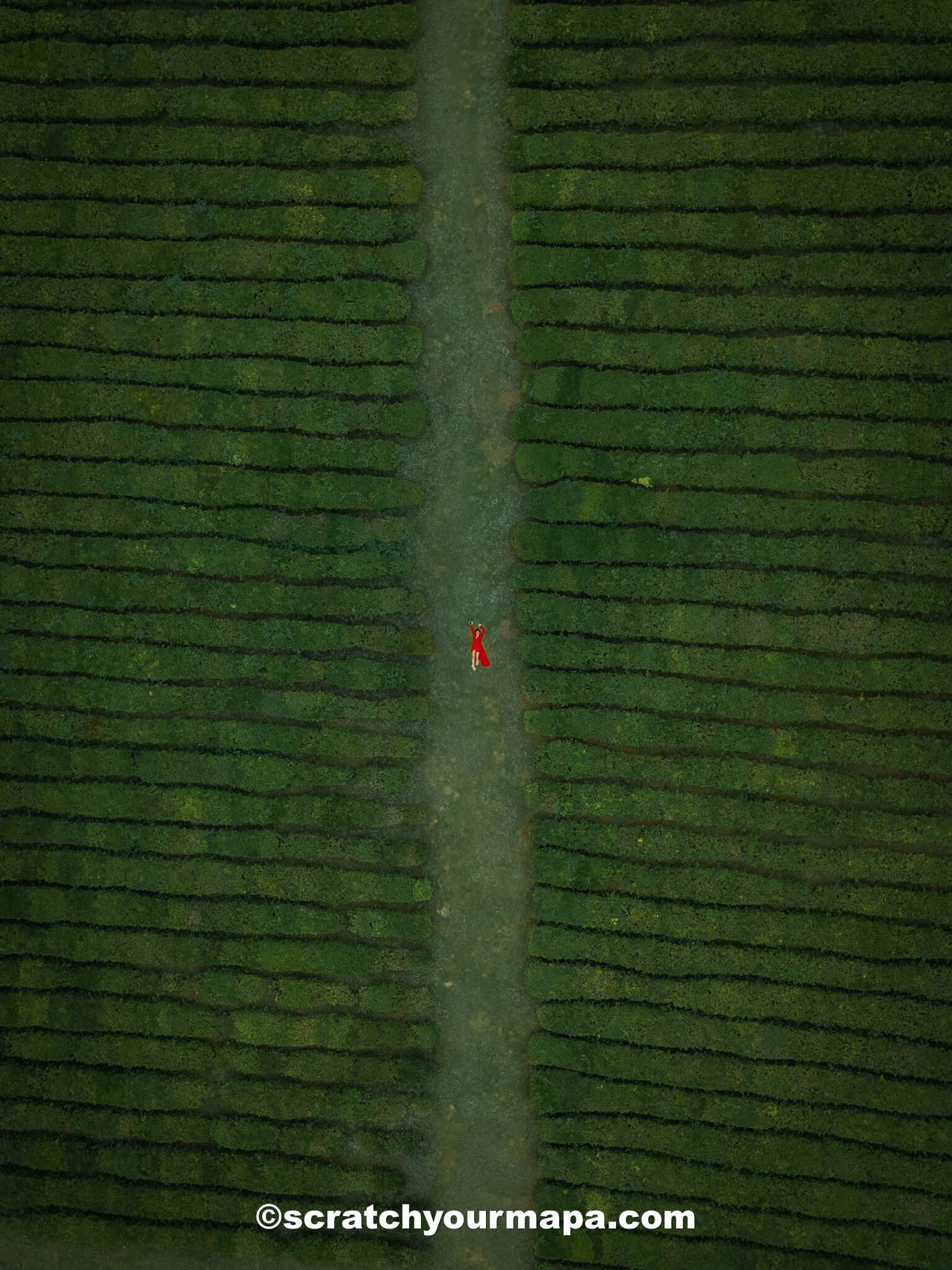 tea fields of Sao Miguel - Azores travel guide