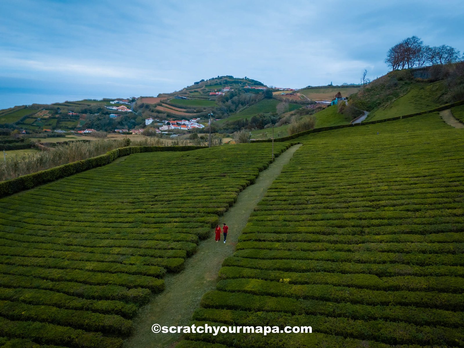 tea fields of Sao Miguel - Azores travel guide