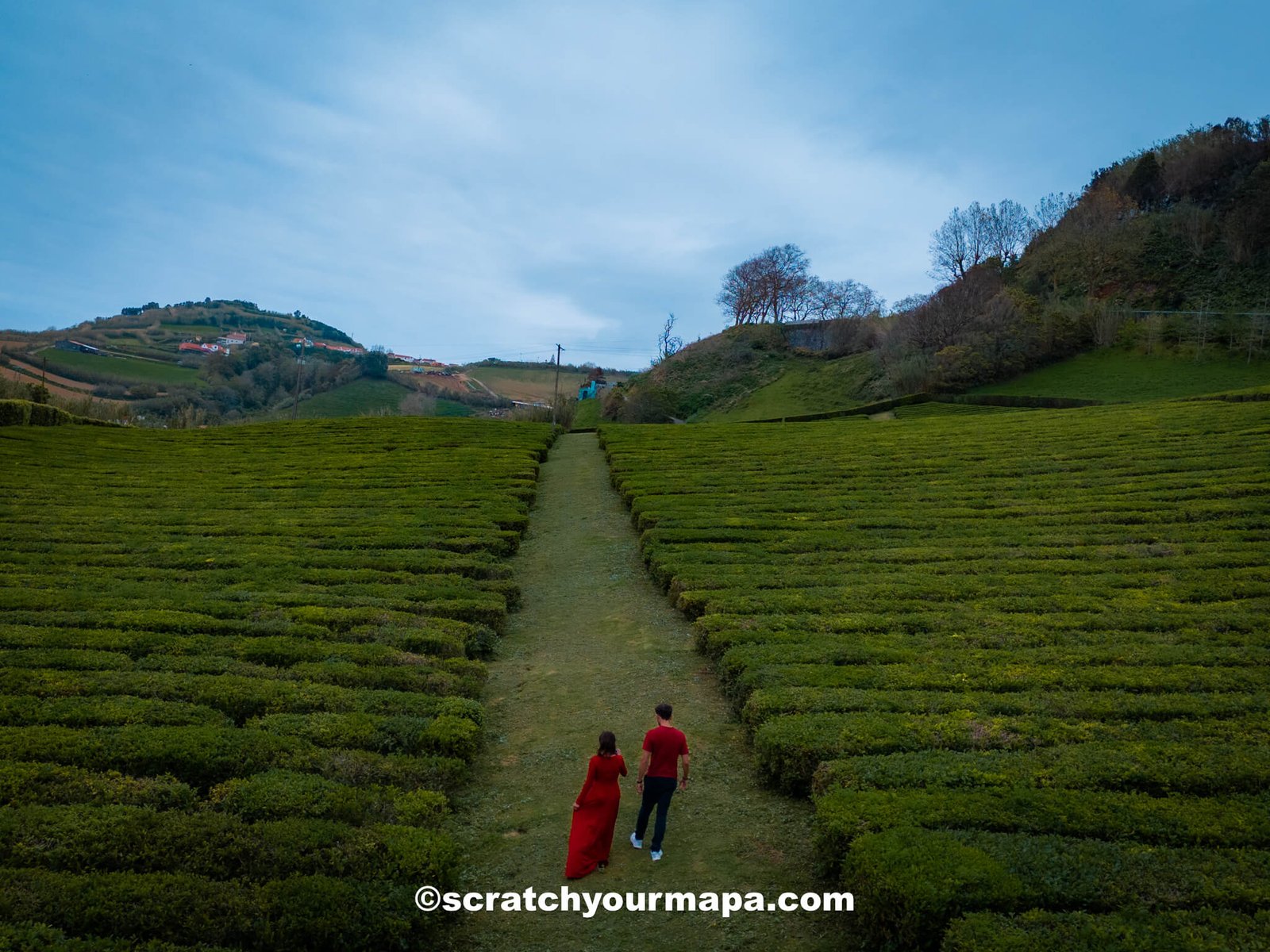 tea fields in the Azores