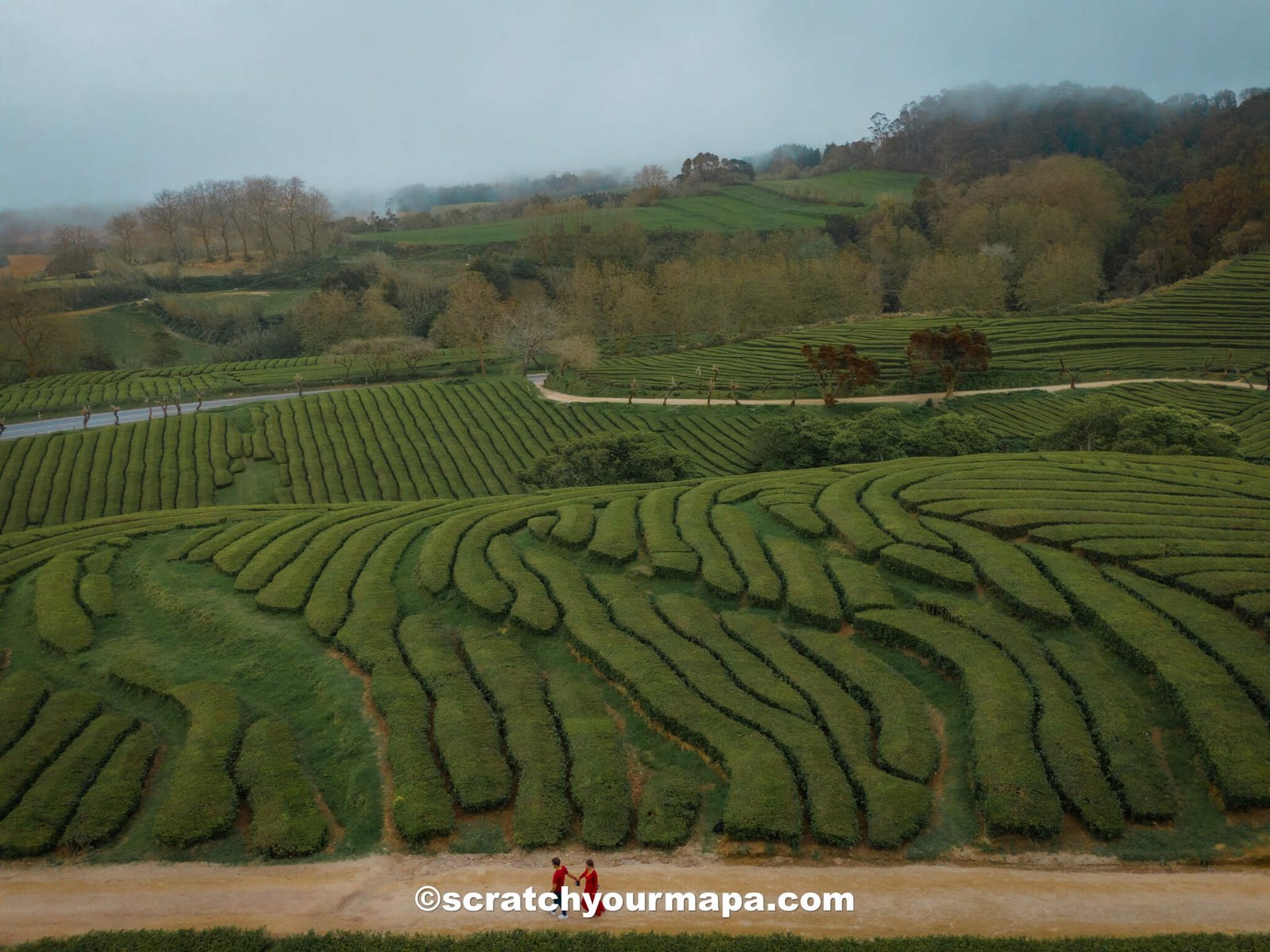tea fields of Sao Miguel - how to get around the Azores