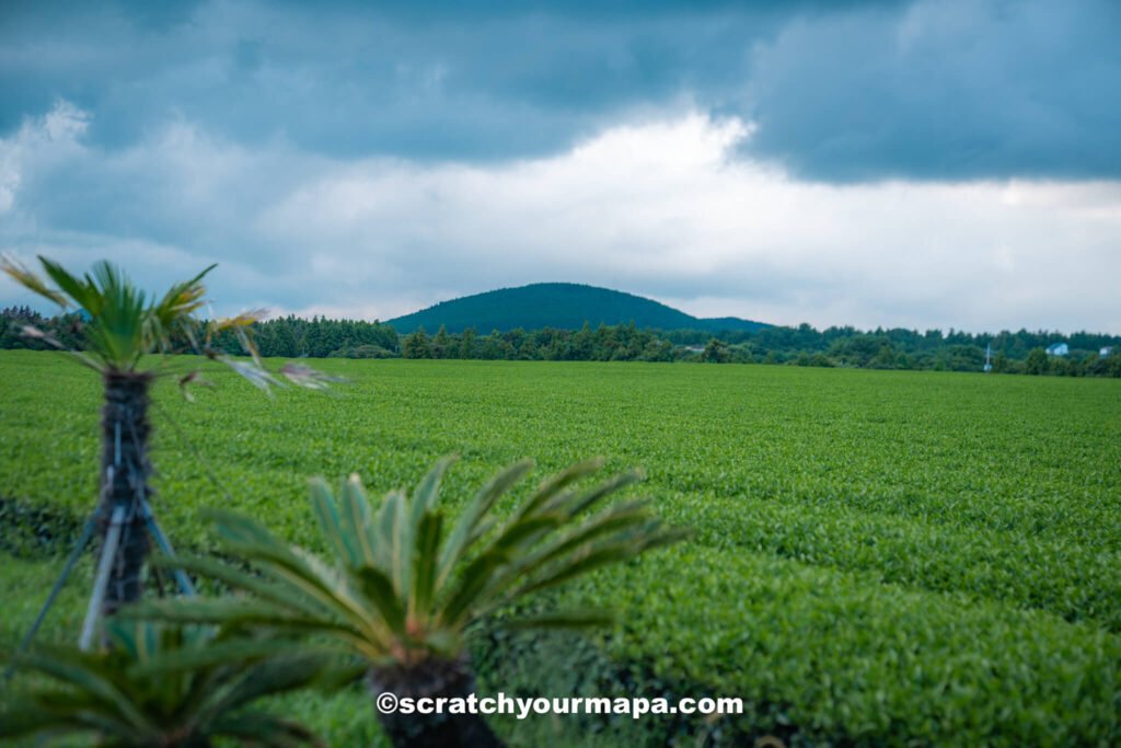 the best time to visit South Korea