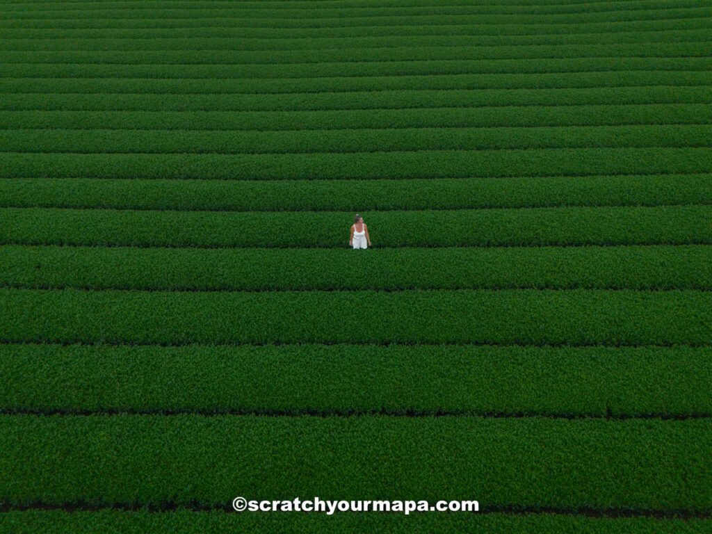 green tea fields in Jeju - planning a trip to South Korea