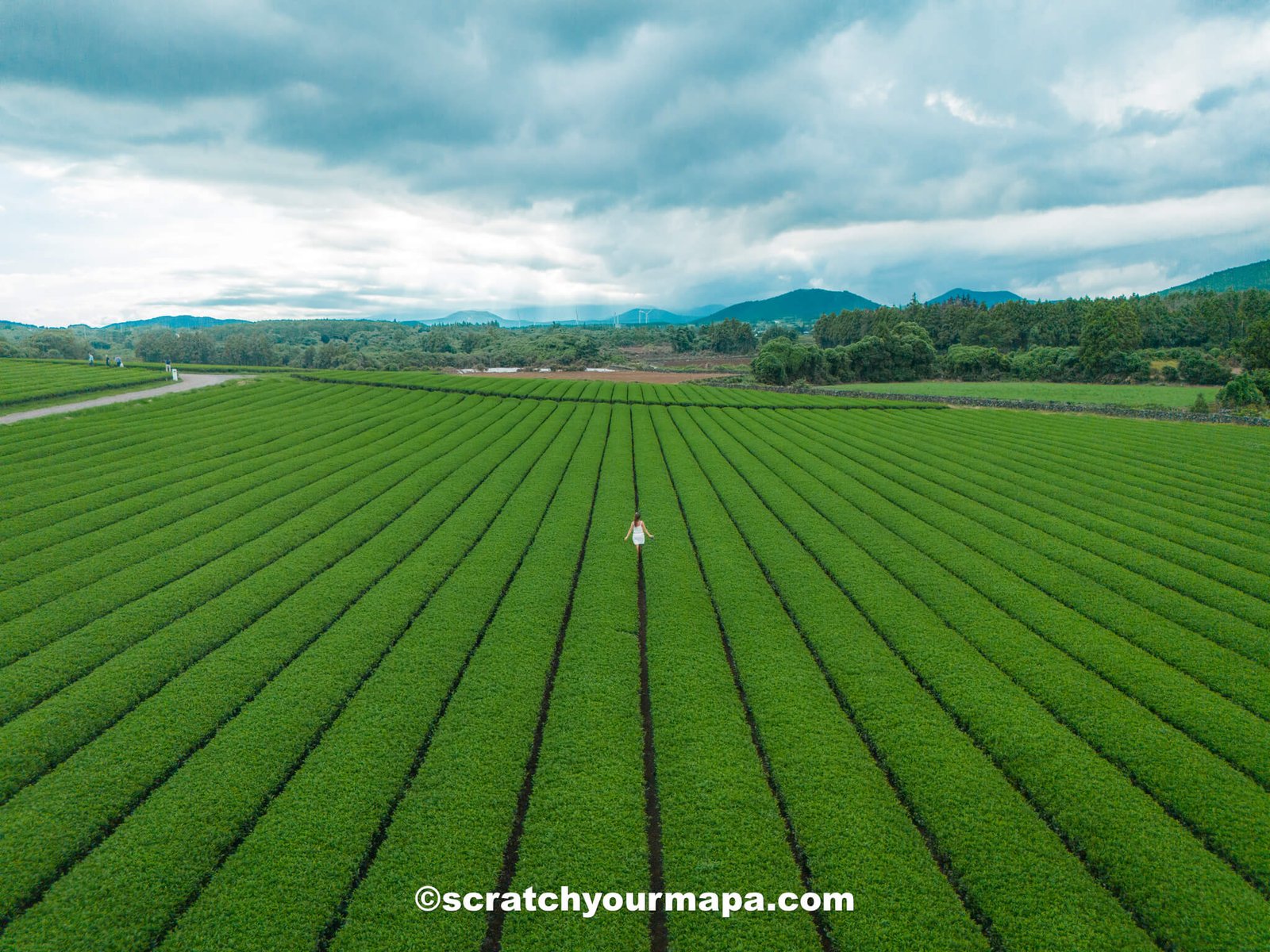 green tea fields of Jeju