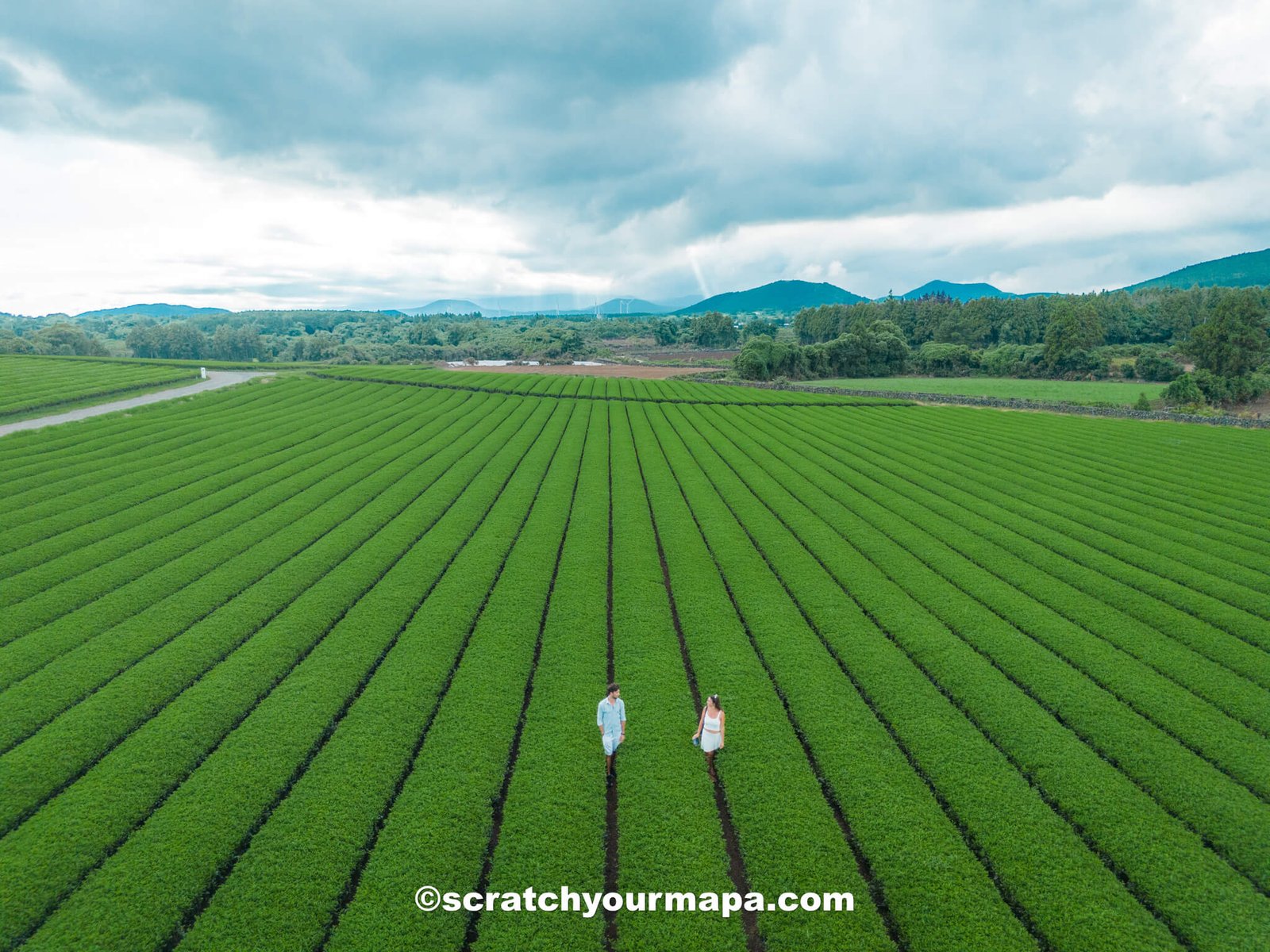 Green Tea Fields of Jeju-6 tea fields of Jeju - Jeju travel guide