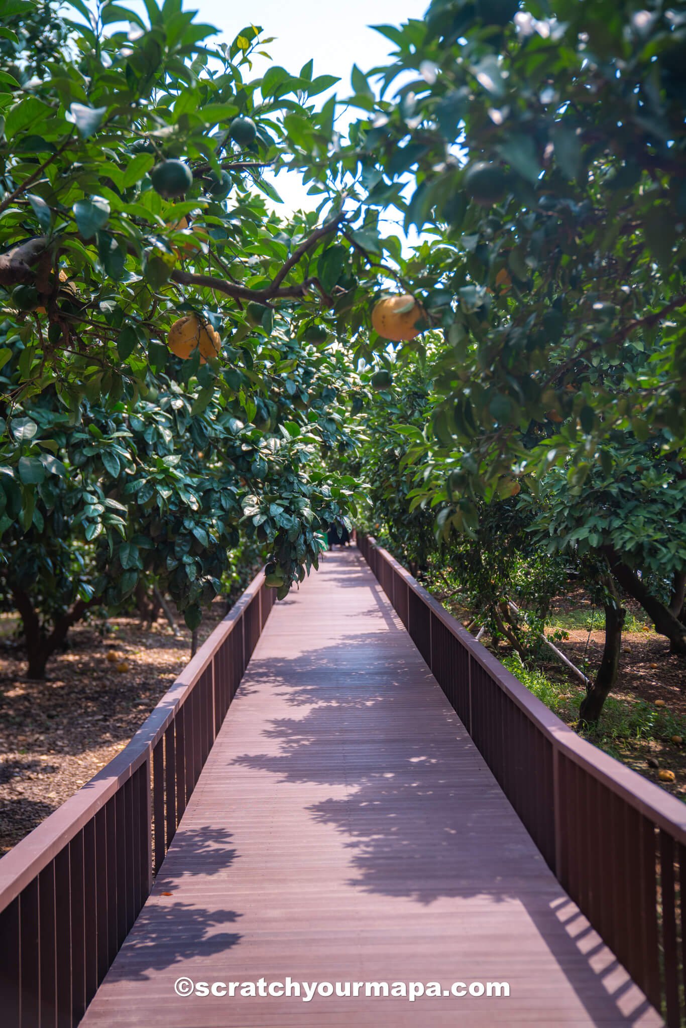 How to get around Jeju, South Korea