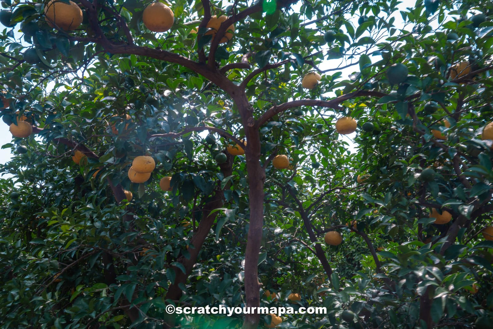 Sumdo Gardens - best things to do in Jeju, South Korea