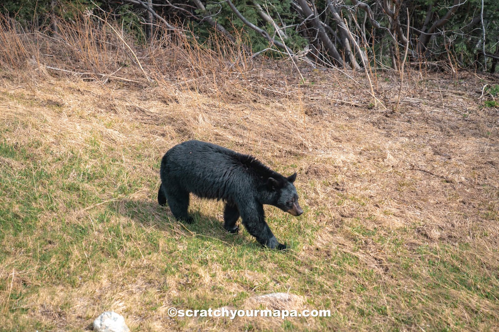 black bear in Alaska cruising to Alaska and seeing a black bear