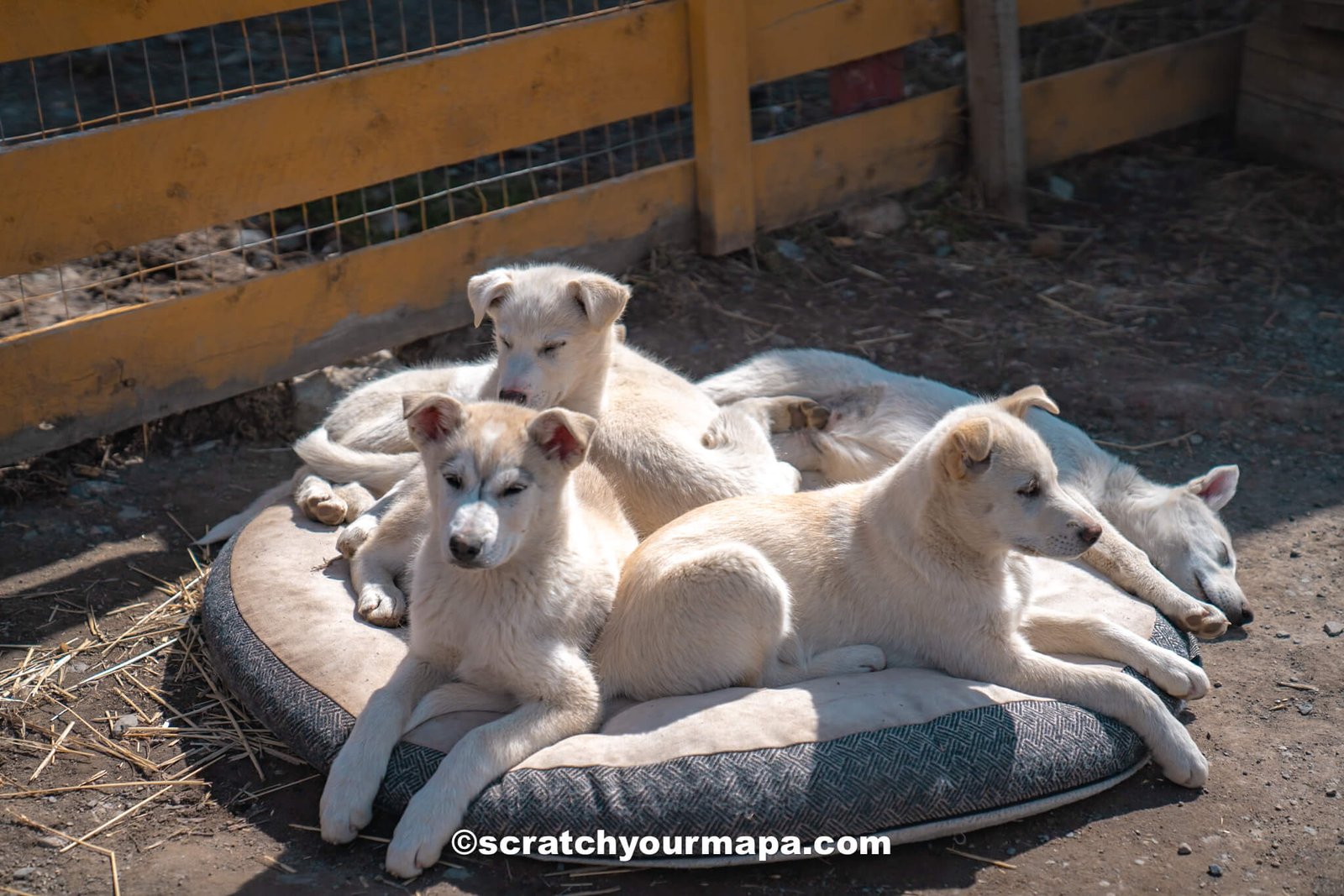 huskies in Alaska-2 is cruising to Alaska worth it?