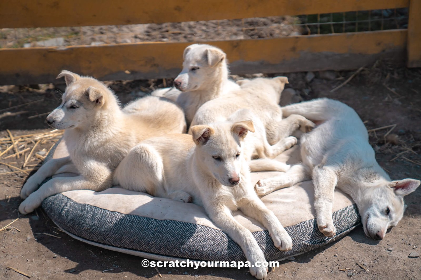 huskies in Alaska-3 cruising to Alaska - husky sledding and why you SHOULDN'T do it