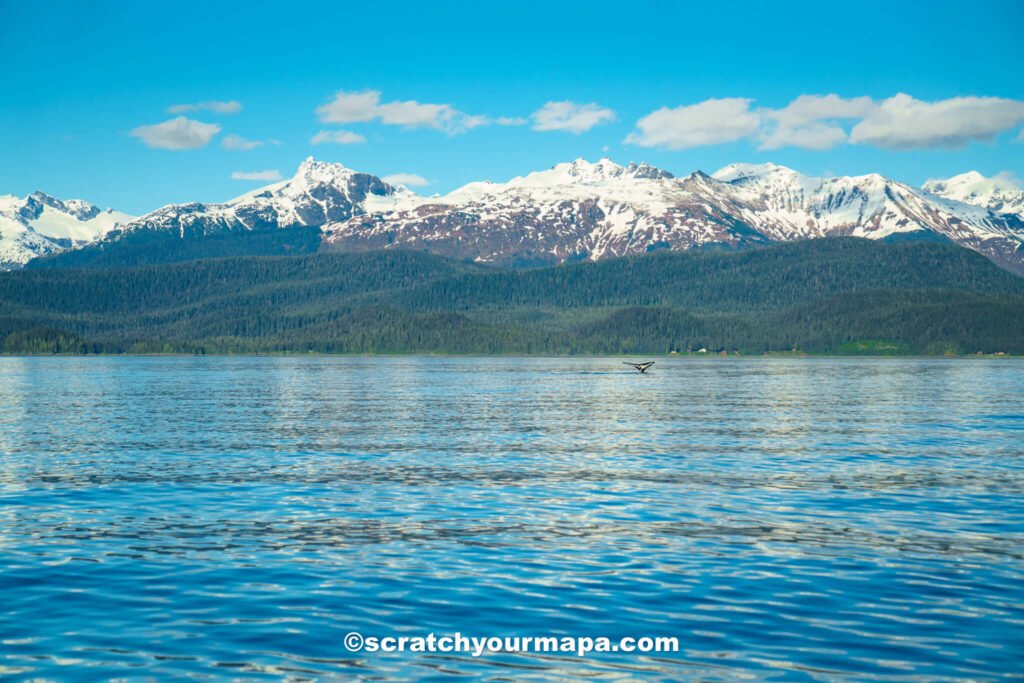 whale watching in Alaska