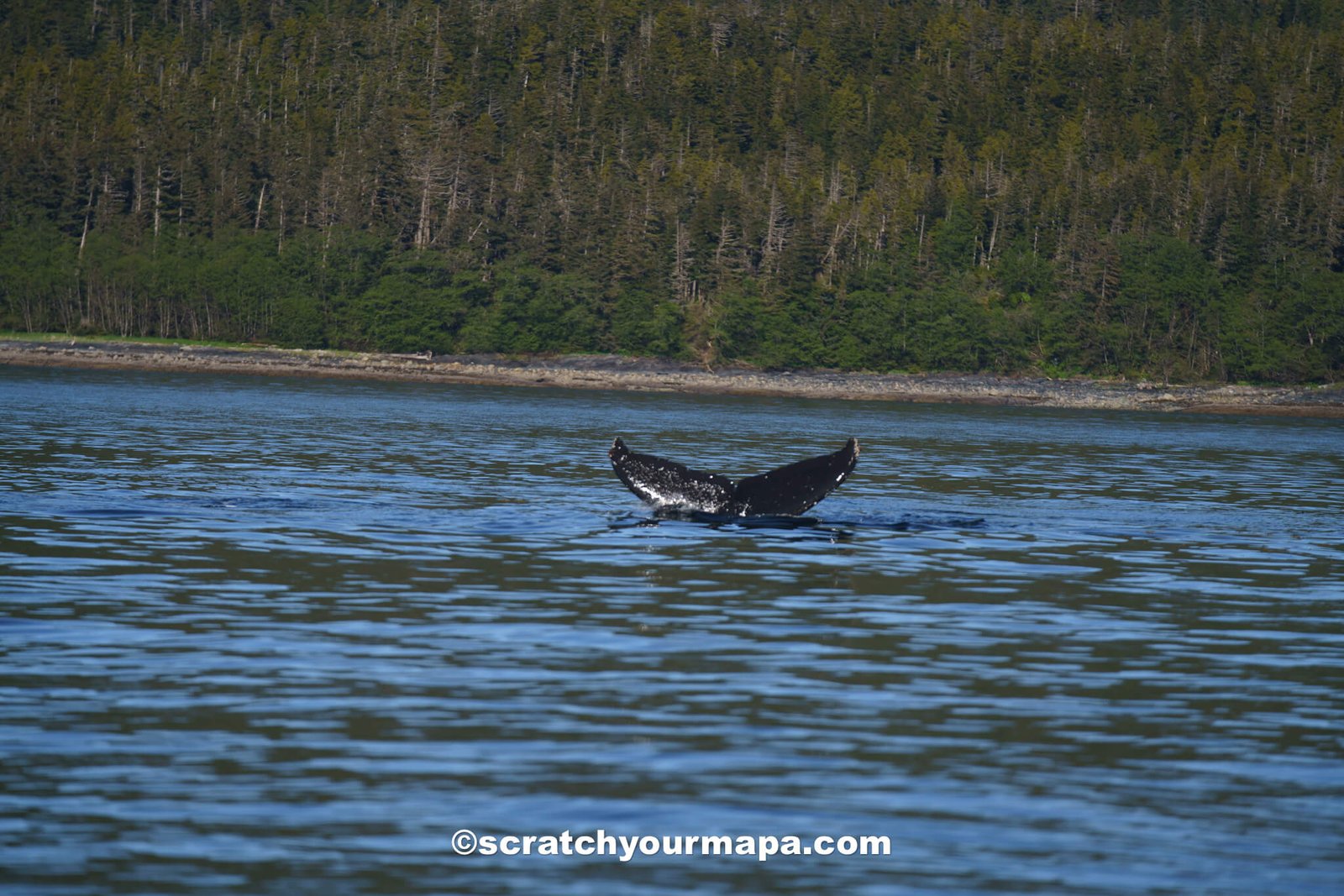 whale watching in Alaska-3 cruising to Alaska - whale watching and prices