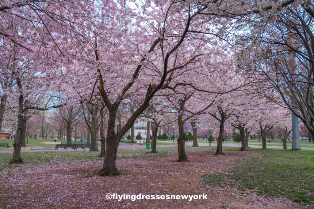 experiencing the cherry blossoms in New York - things to do in NYC in Spring
