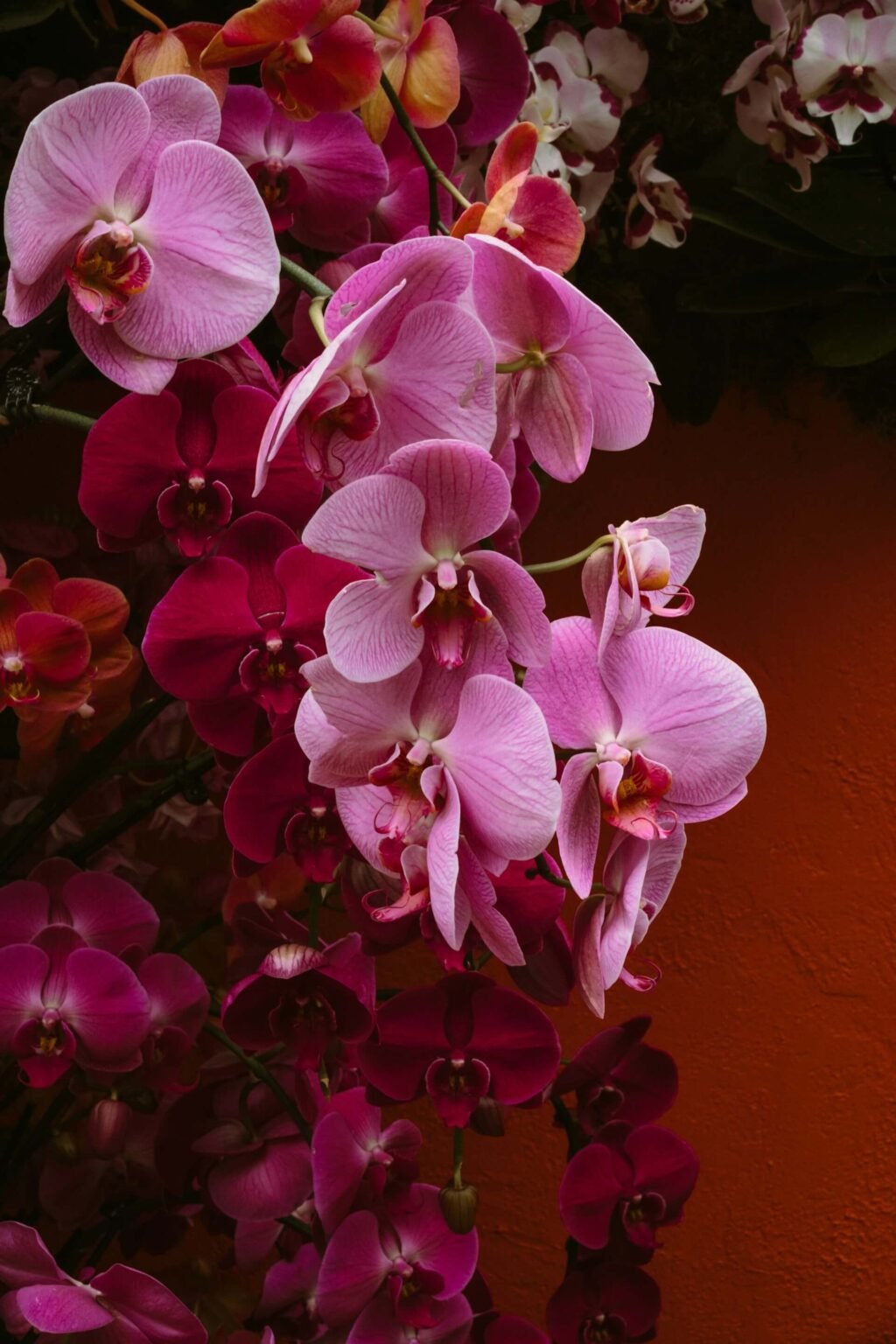 NYC Orchis show - Spring events in New York