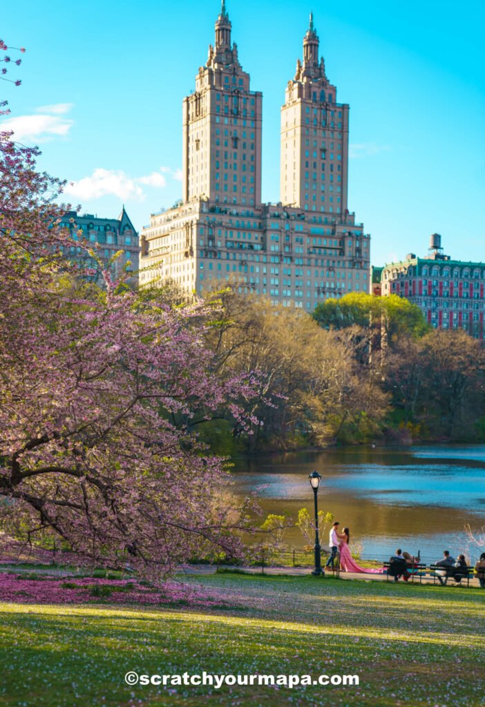 cherry blossoms in NYC