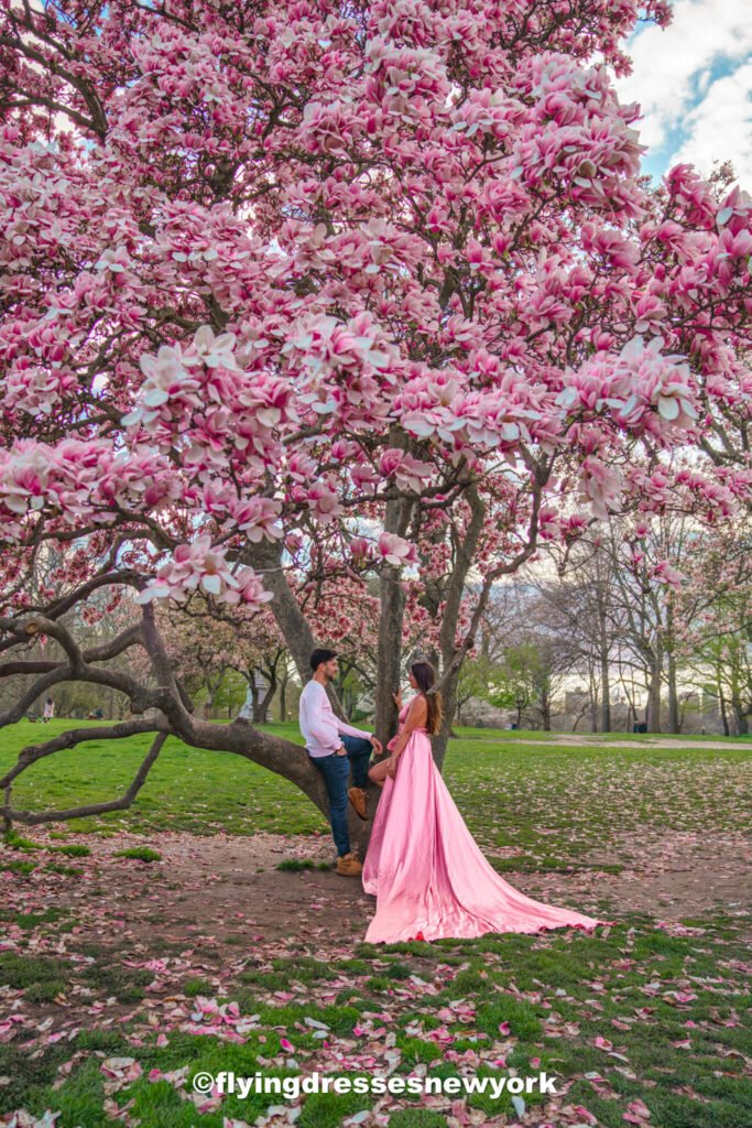 cherry blossoms in Central Park during Spring in New York City