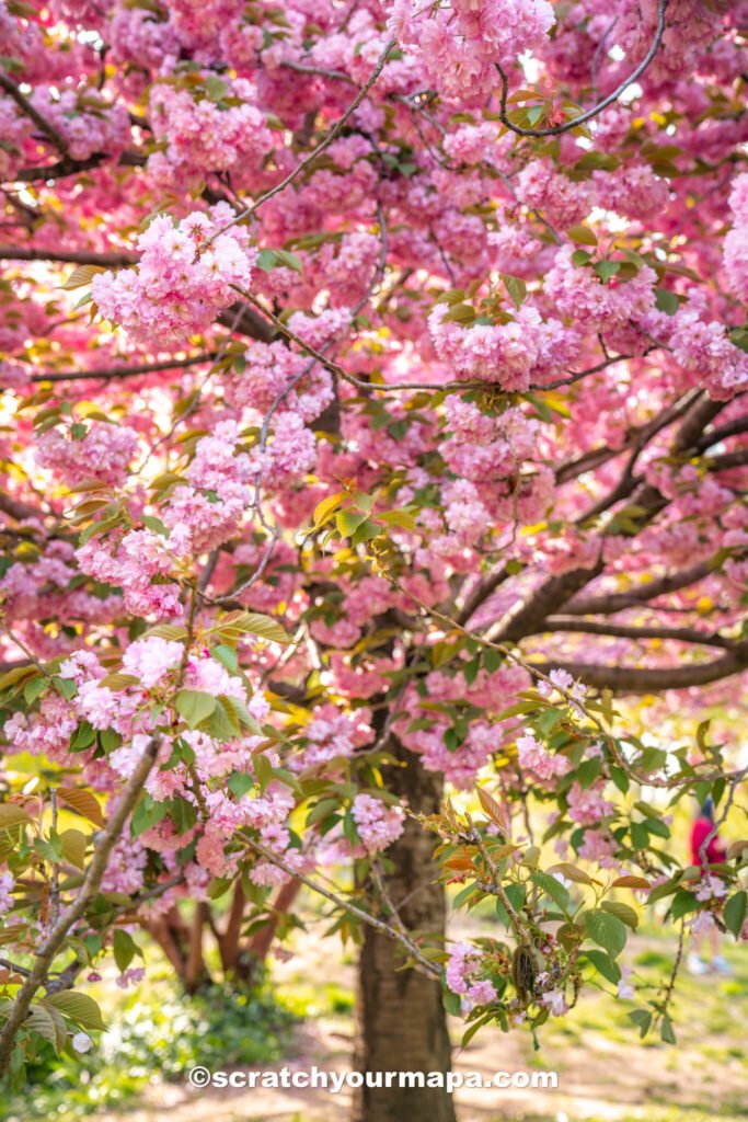 experiencing the cherry blossoms in New York - things to do in NYC in Spring